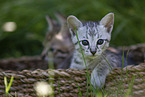 Savannah Kitten