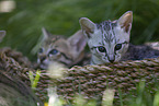 Savannah Kitten