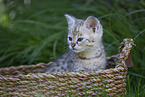 Savannah Kitten