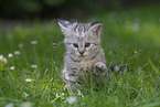 Savannah Kitten