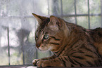 Savannah tomcat