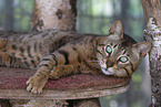 Savannah tomcat