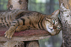 Savannah tomcat