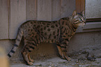 Savannah tomcat