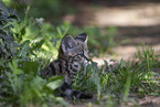 Savannah Kitten