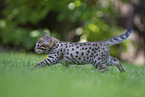 Savannah Kitten