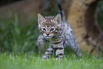 Savannah Kitten