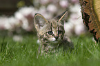 Savannah Kitten