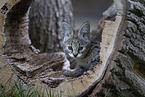 Savannah Kitten