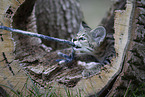 Savannah Kitten