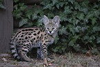 Savannah Kitten