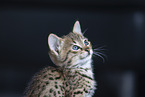 Savannah Kitten