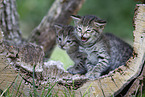 Savannah Kitten