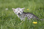 Savannah Kitten