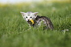 Savannah Kitten