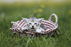 Savannah Kitten