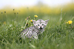 Savannah Kitten