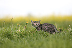 Savannah Kitten