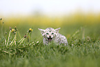 Savannah Kitten