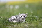 Savannah Kitten