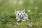 Savannah Kitten