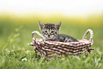 Savannah Kitten