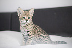 Savannah Kitten