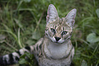 Savannah-Cat