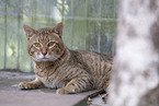 Savannah-Cat
