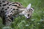 Savannah-Cat