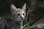 Savannah-Cat
