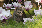 Savannah Kitten