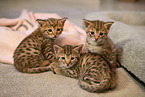 Savannah Kitten