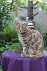Savannah cat