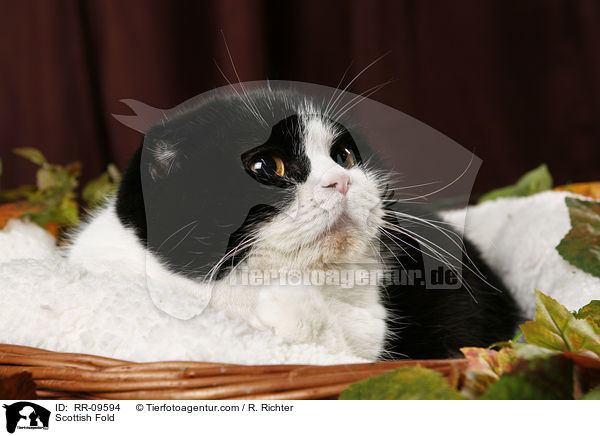 Scottish Fold / RR-09594