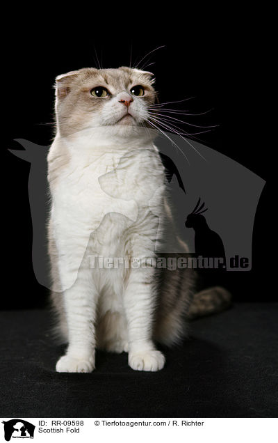 Scottish Fold / Scottish Fold / RR-09598