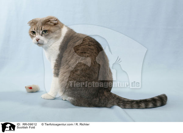 Schoo / Scottish Fold / RR-09612
