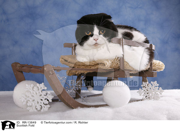 Schottische Faltohrkatze / Scottish Fold / RR-13849