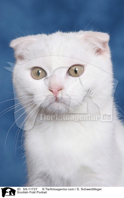 Schottische Faltohrkatze Portrait / Scottish Fold Portrait / SS-11727