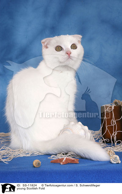 junge Scottish Fold / young Scottish Fold / SS-11824