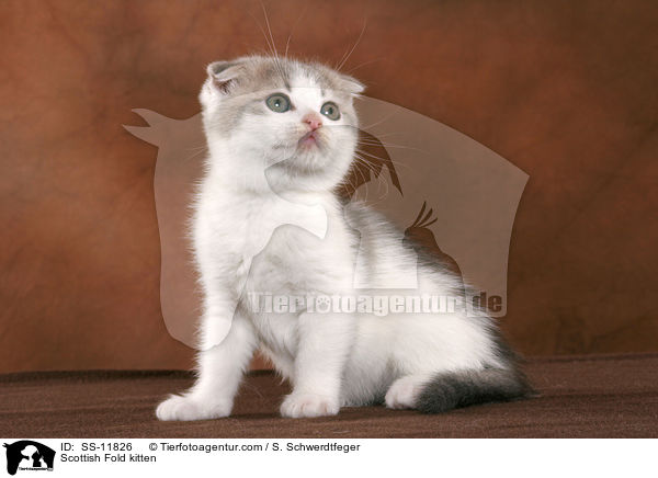 Scottish Fold kitten / SS-11826