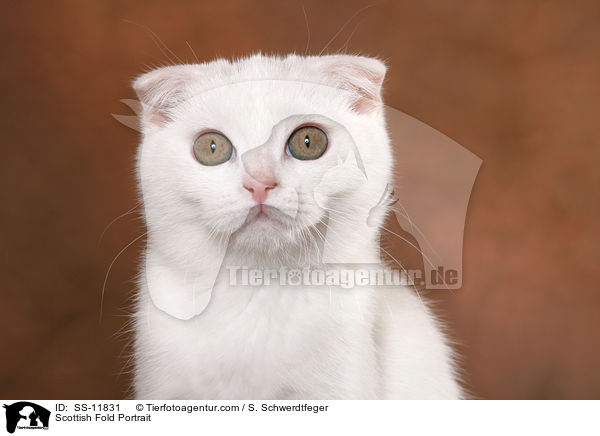 Scottish Fold Portrait / Scottish Fold Portrait / SS-11831