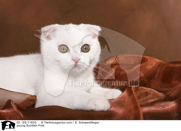 junge Scottish Fold / young Scottish Fold / SS-11833