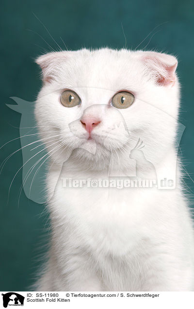 Scottish Fold K�tzchen / Scottish Fold Kitten / SS-11980