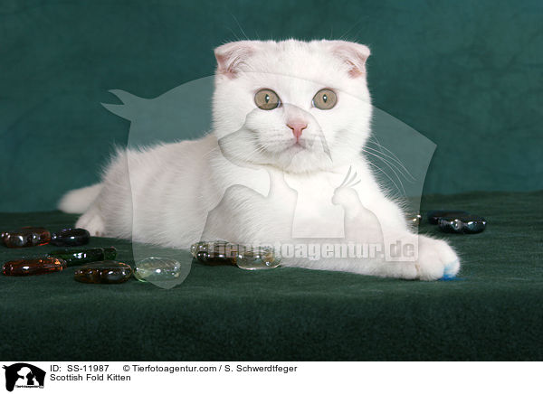 Scottish Fold Ktzchen / Scottish Fold Kitten / SS-11987