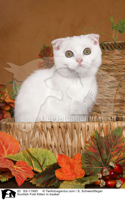Scottish Fold Ktzchen im Krbchen / Scottish Fold Kitten in basket / SS-11995
