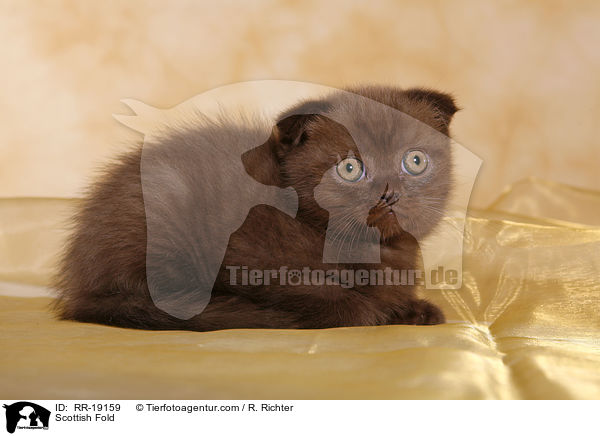 Schottische Faltohrkatze / Scottish Fold / RR-19159