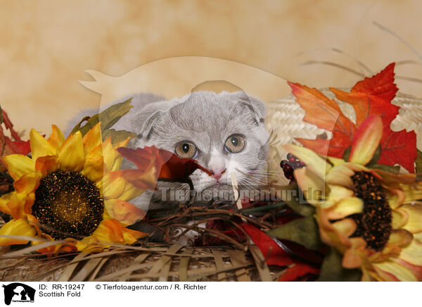 Scottish Fold / RR-19247