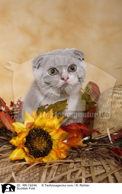 Schottische Faltohrkatze / Scottish Fold / RR-19248