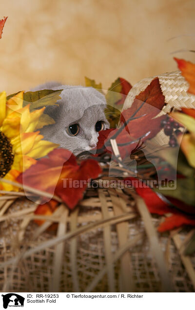 Schottische Faltohrkatze / Scottish Fold / RR-19253
